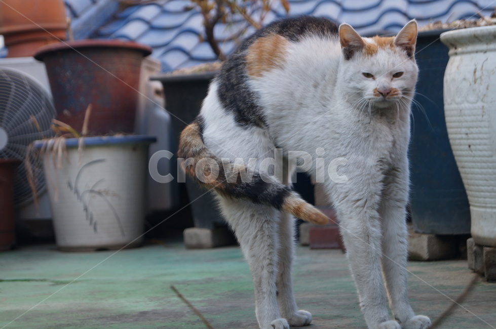 고양이,길고양이,삼색이,길냥이,cat,기지개,동물,animal,포유류,mammal,고양이,cat,kitten,kitty