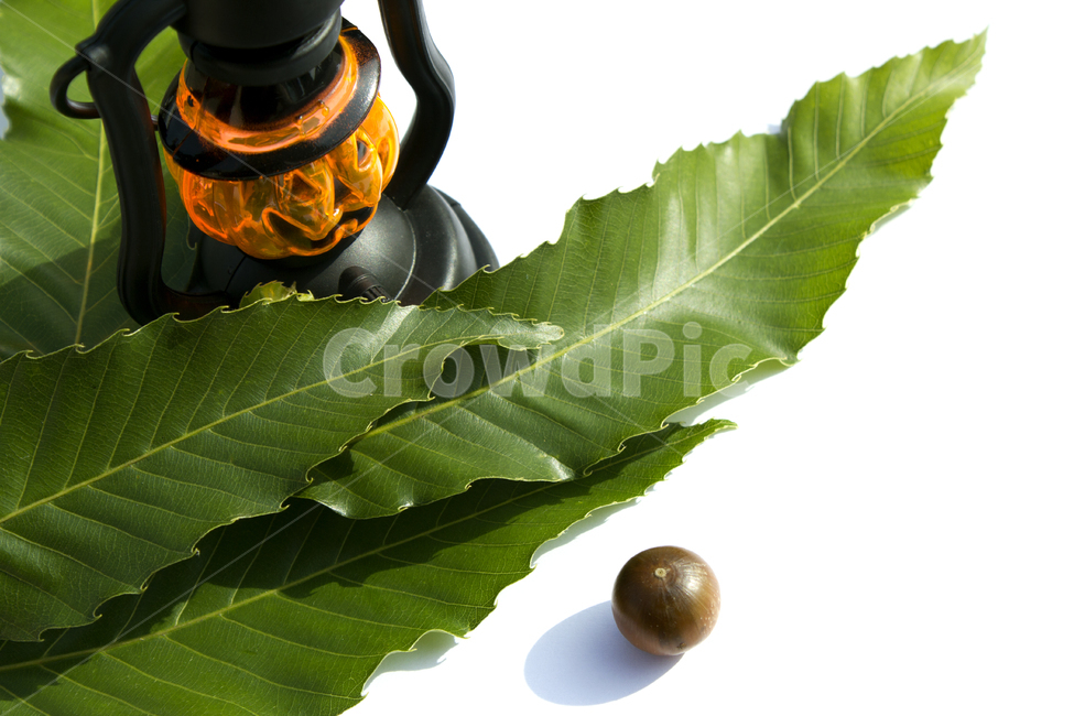 램프,호박,호박램프,할로윈,가을,전등,조명,소품,흰배경,생활용품,생활소품,조명기기,호박얼굴,검정,검은색,블랙,주황색,주황,잎,잎사귀,나뭇잎,이파리,녹색,그린,초록색,도토리,열매,상수리