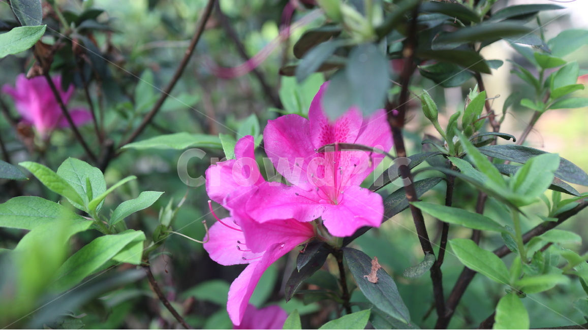 봄,봄꽃,철쭉,핑크빛,핑크색꽃,책갈피,식물,자연,plants,nature,꽃,flower