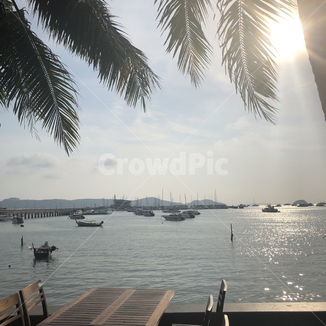 바다,야자수,waterfront,물,햇빛