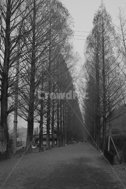 메타세쿼이어,겨울,회색,숲,길,자연,풍경,nature,landscape,흑백,모노톤,monochrome,black and white