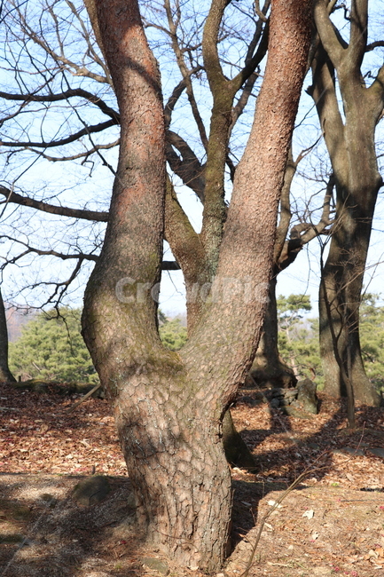 소나무,나무,송림,숲,소나무모습,식물,자연,plants,nature,나무,trees,wood