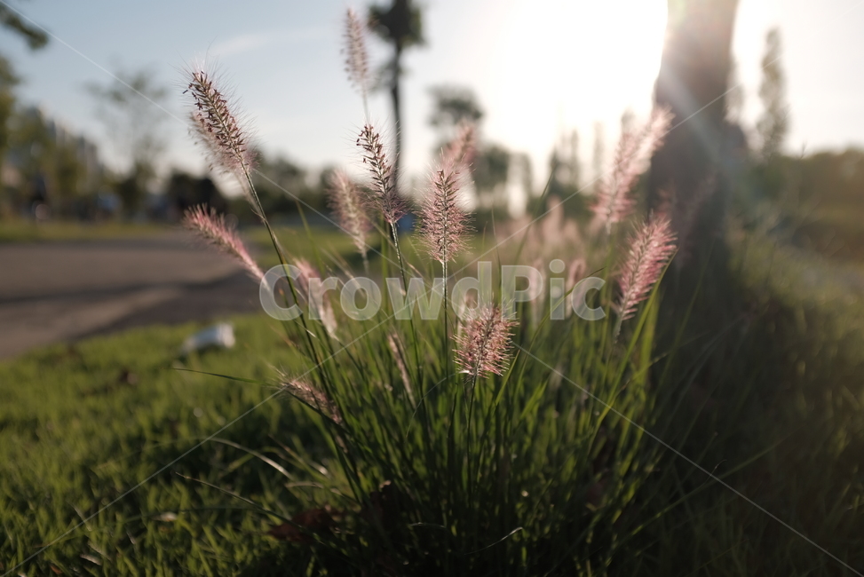 강아지풀,햇살,식물,공원,따뜻함,식물,자연,plants,nature