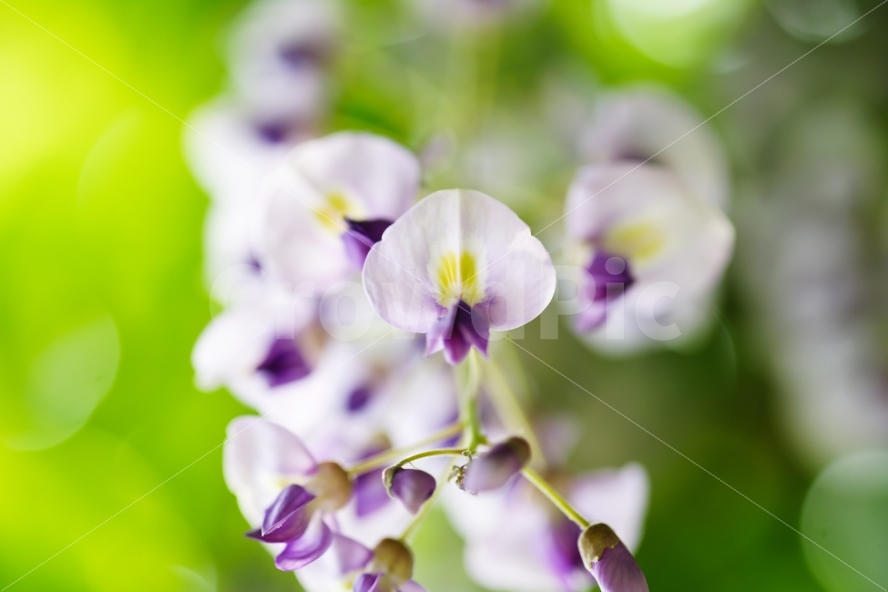 식물,감성,꽃,등나무꽃,보라,흰색,녹색,식물,자연,plants,nature,꽃,flower
