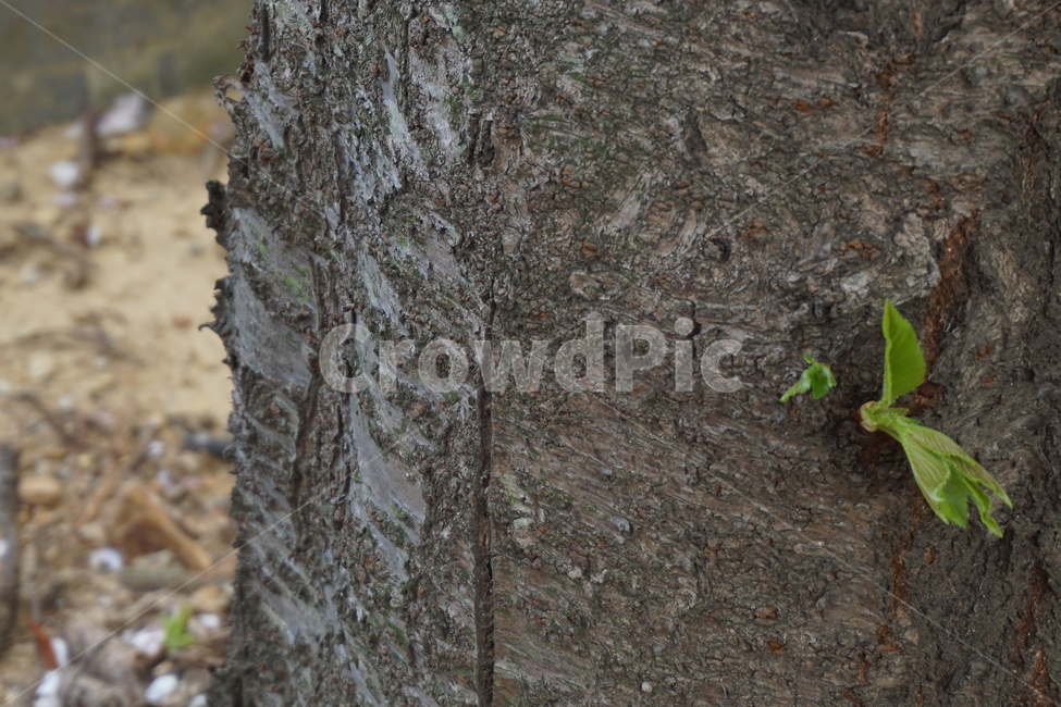 봄나무,새순,봄,벚꽃나무,여림,녹색,봄,계절,spring,season,식물,자연,plants,nature,plant,tree,나무,tree trunk,나무 줄기
