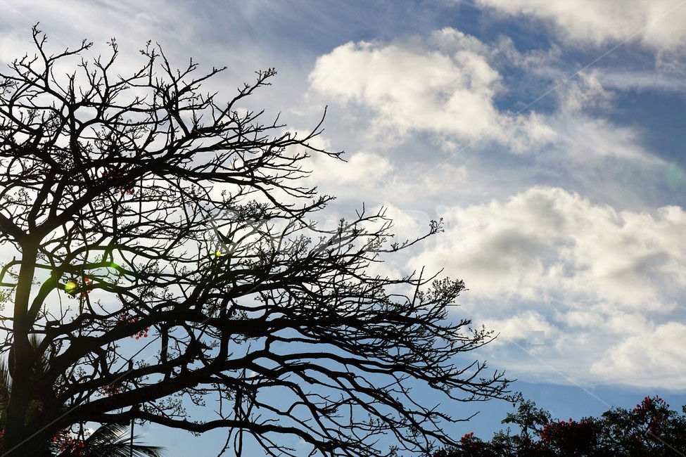 나무,자연,식물,하늘,초록색,sky,green,nature,구름,감성,식물,자연,plants,nature,나무,trees,wood