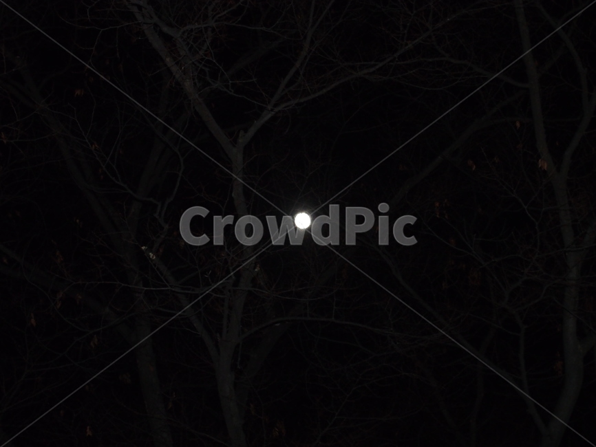 나무가지,나무,달,보름달,둥근달,달빛,자연,풍경,nature,landscape,야경,밤,nightscape,night,outdoors,옥외,astronomy,천문학,universe,우주,outer space,대기권 밖,moon,space