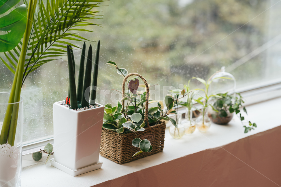 식물,꽃,인테리어,plant,꽃병,식물,자연,plants,nature,실내용화초,화분,화초,house plant