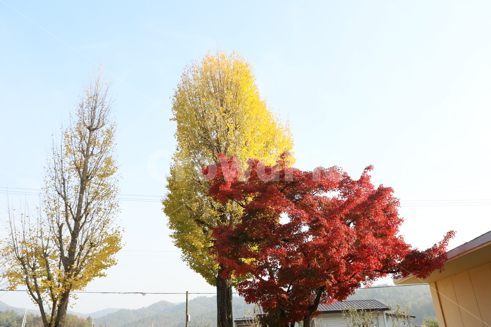 분교,교정,단풍,가을,풍경,가을,계절,fall,autumn,season,식물,자연,plants,nature,나무,trees,wood,tree,plant,maple