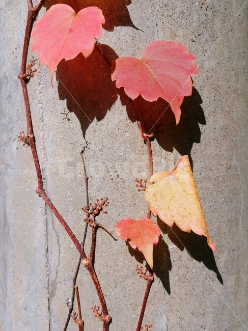 가을,단풍,자연,담쟁이,힐링,소풍,나들이,여행,콘크리트,도시,nature,autumn,가을,계절,fall,autumn,season,식물,자연,plants,nature,plant,leaf,잎,tree,나무
