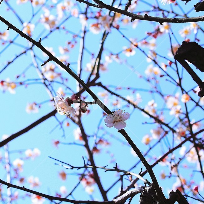 벚꽃,봄,봄의시작,꽃사진,꽃,사진,봄,계절,spring,season,식물,자연,plants,nature,꽃,flower,plant,blossom