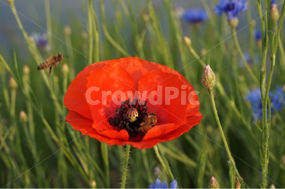 꽃,들꽃,벌,꿀벌,자연,flower,flowers,bee,nature,wildflowers,식물,자연,plants,nature,꽃,flower,동물,animal,곤충,벌레,insect,bug
