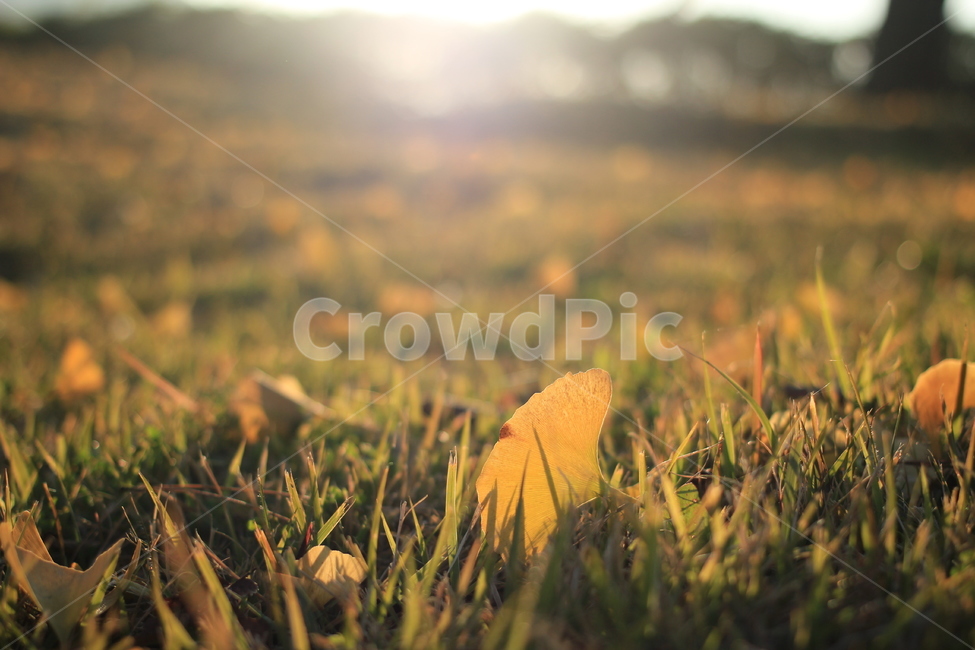 은행잎,낙엽,sunset,가을,잔디,계절,따스함,자연,가을,계절,fall,autumn,season,plant,식물,grass