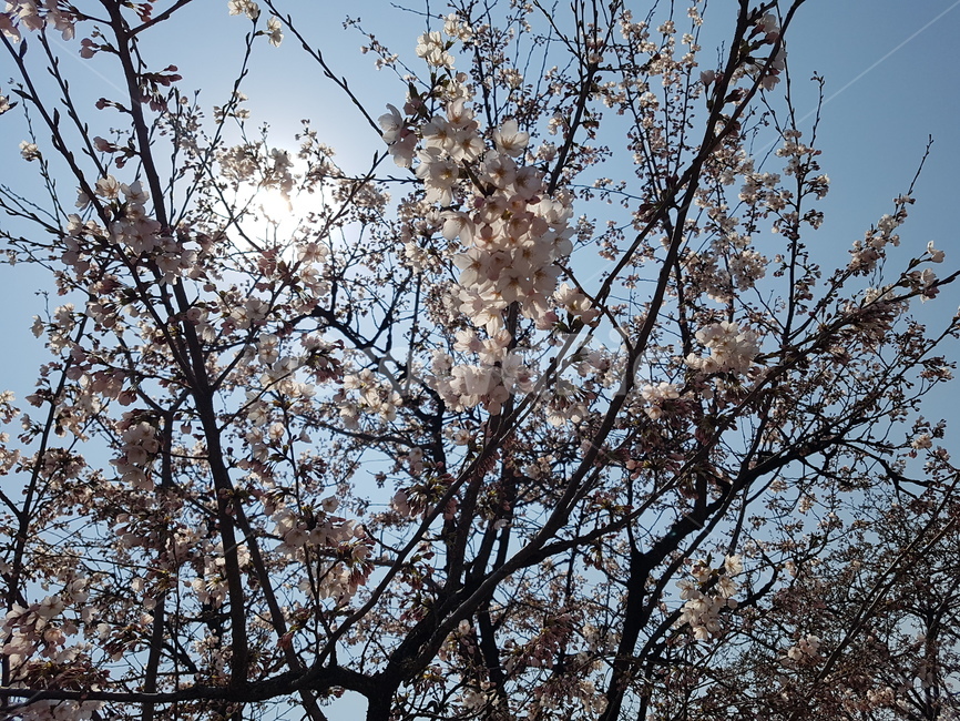 벚꽃,봄,꽃,하늘,꽃송이,봄,계절,spring,season,식물,자연,plants,nature,꽃,flower,plant,blossom,cherry blossom
