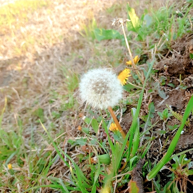 봄,잡초,민들레씨,홀씨,동글,식물,자연,plants,nature,꽃,flower
