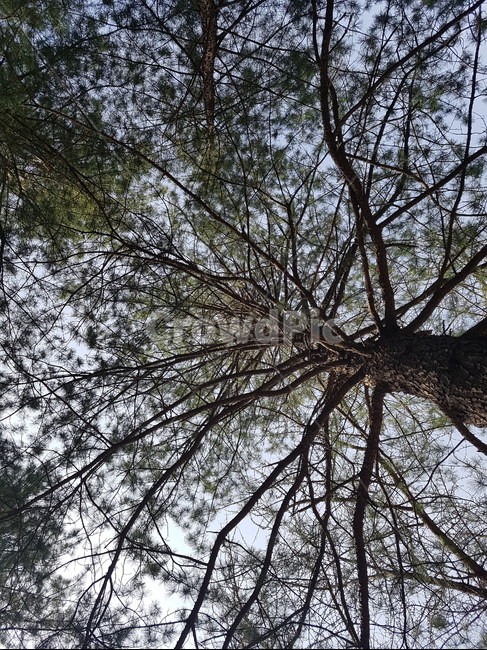 나무,자연,풍경,소나무,숲,나뭇가지,landscape,nature,하늘,산책,산림,식물,forest,tree