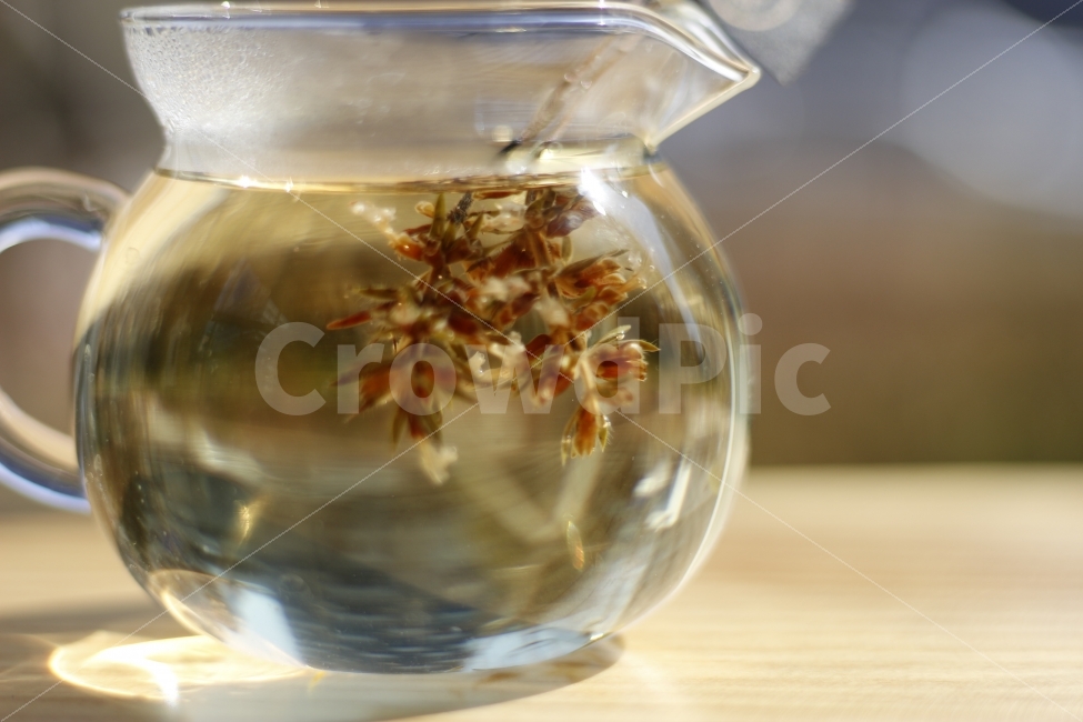 Thyme,Tea,Herb,Teaglass,Teapot,pot,glass,wood,window,brewing,extraction,천리향,백리향,만리향,허브,티,차,티포트,티팟,유리잔,유리,투명,우림,추출,음료수,drink,beverage