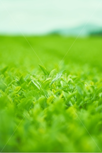 녹차,녹차밭,초록색,그린티,말차,초록,식물,자연,plants,nature,휴식,힐링,rest,relaxation,healing