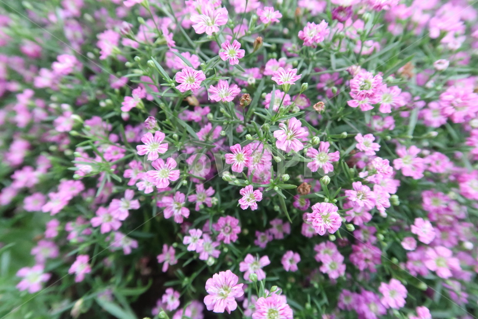 plant,식물,blossom,flower,꽃,공원,봄,봄꽃,봄날,햇빛,풀,가든,park,spring,springflower,초록,보라,sunny,garden,green,purple