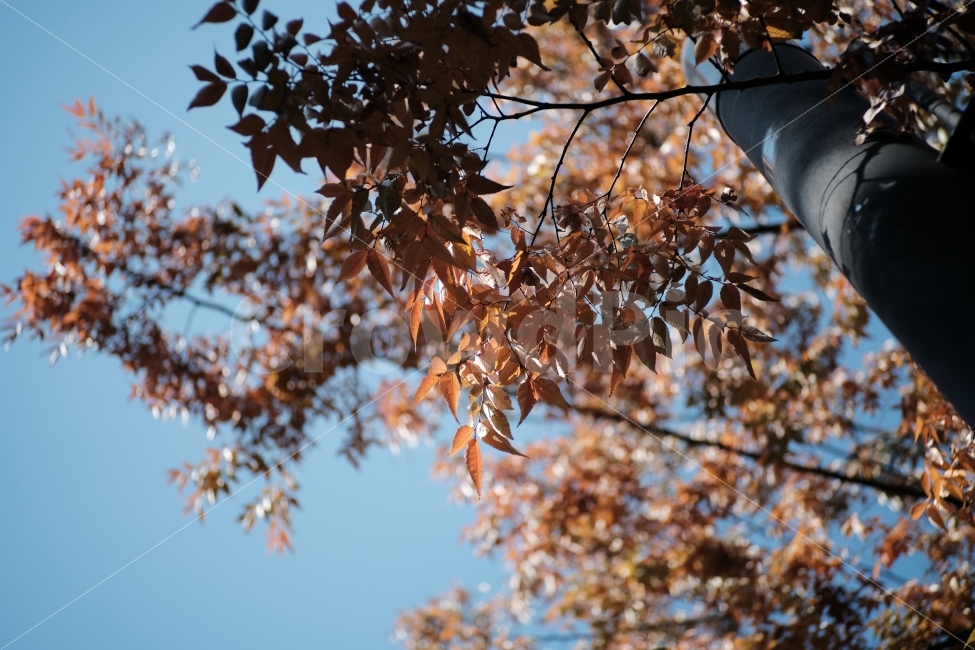 fallen leaves,autumn scenery,sight,autumn,Maple