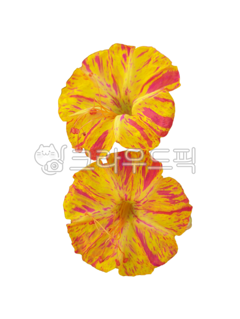 꽃누끼,생화누끼,꽃잎누끼,노랑분꽃,분꽃누끼,생화png,포토샵소스,꽃디자인소스,그래픽소스,꽃스티커,꽃아이콘,생화스티커