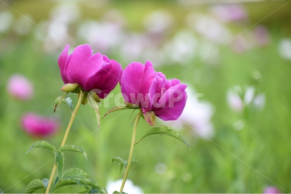 작약,작약꽃,봄꽃작약,한약재작약,꽃작약,식물,자연,plants,nature,꽃,flower