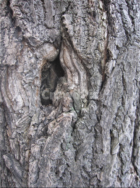 나무,나무껍질,나무표면,나무질감,나무재질,텍스쳐,질감,질감표현,tree,wood,texture,패턴,나무,trees,wood,텍스처,질감,패턴,texture,pattern