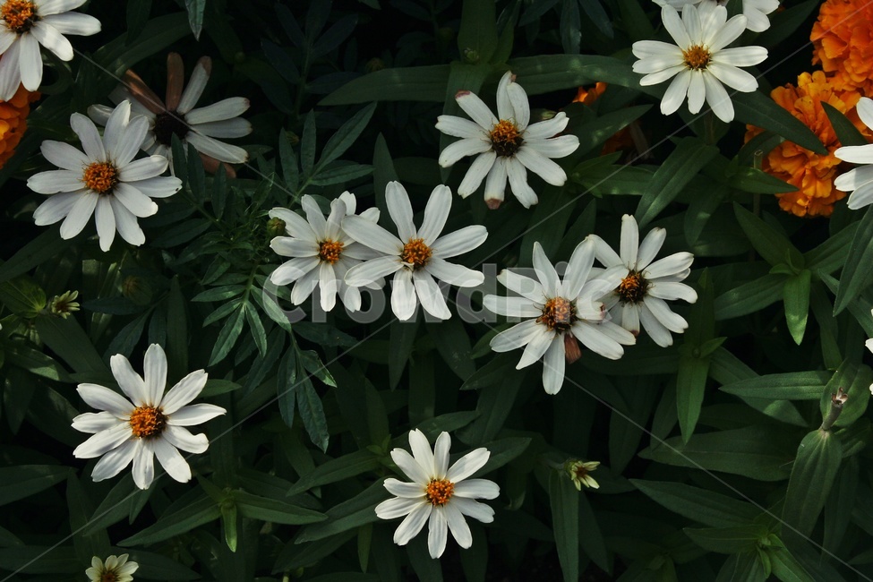 코스모스,꽃길,꽃,산책로,하얀색,식물,자연,plants,nature,꽃,flower