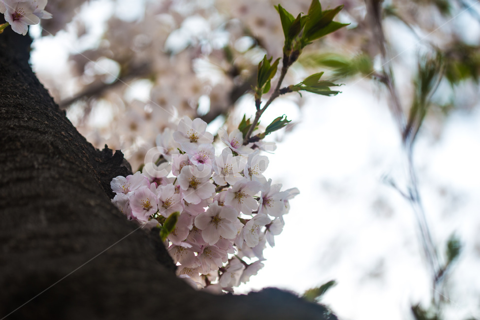 spring,cherryblossoms,pink,warm,벚꽃,분홍색,핑크색,봄,따듯함,plant,식물,flower