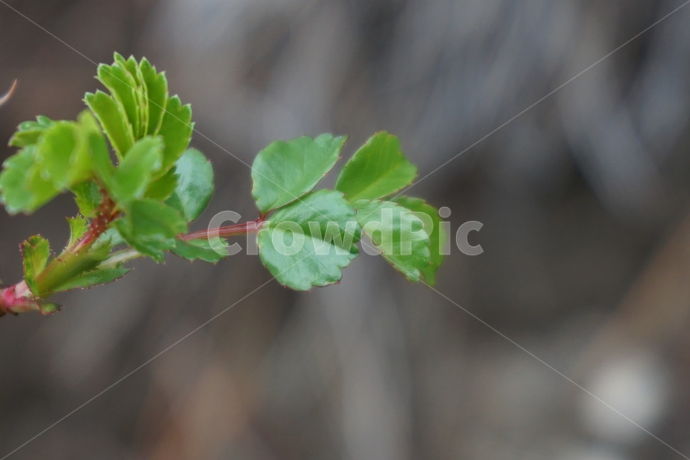 봄,4월,찔레꽃나무,새순,잎사귀,녹색,식물,자연,plants,nature