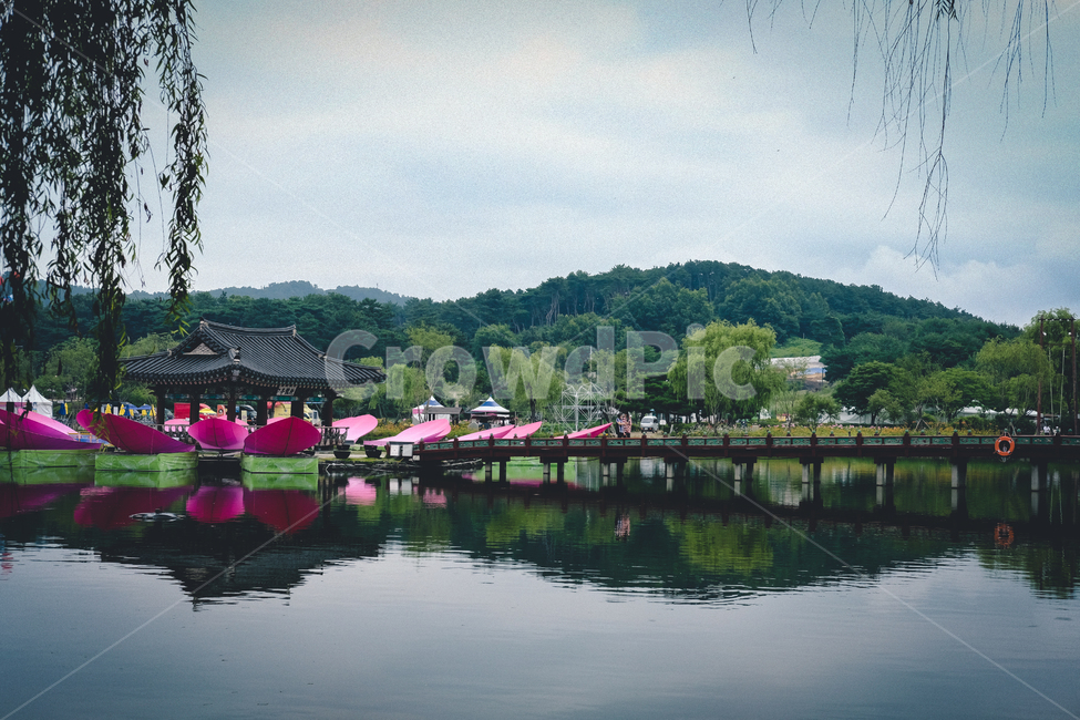 연꽃,부여,궁남지,수련,여름,자연,풍경,nature,landscape,한국자연풍경,한국자연경관,korea nature landscape,water,물,outdoors,옥외