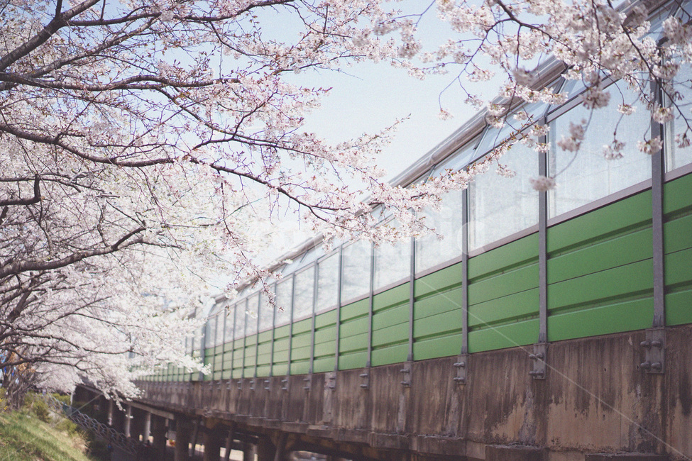 벚꽃,사쿠라,봄꽃,꽃놀이,꽃구경,spring,봄,계절,spring,season,자연,풍경,nature,landscape,감성,sensible,feeling,flower,꽃,cherry blossom,blossom,plant,식물