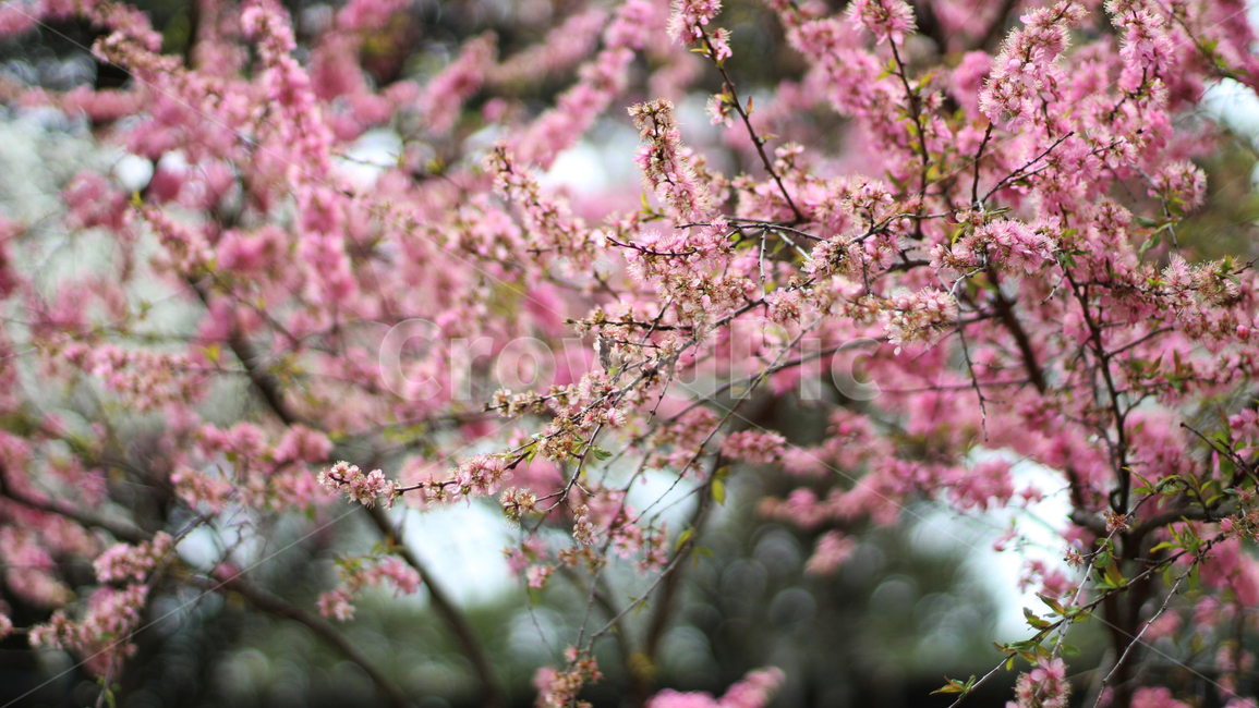 겹벚꽃,벚꽃,blossom,자연,nature,plant,식물,자연,plants,nature,꽃,flower