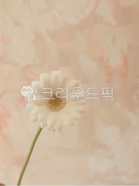 plant,bouquet,flower