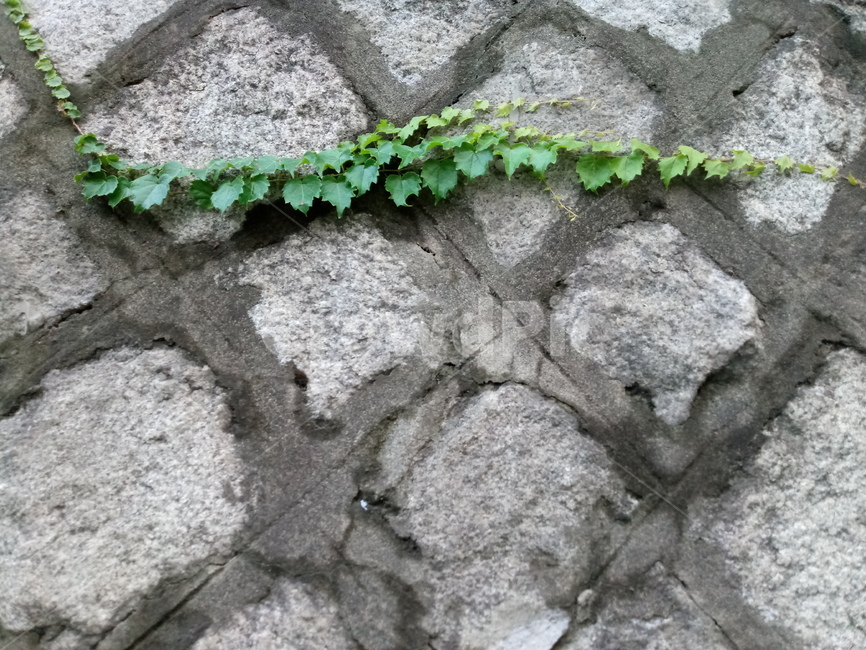 plant,식물,벽돌,벽,ivy,돌담,돌담벽,담쟁이,담쟁이식물,덩굴,담쟁이덩굴,자연,초록,돌,green,식물,자연,plants,nature