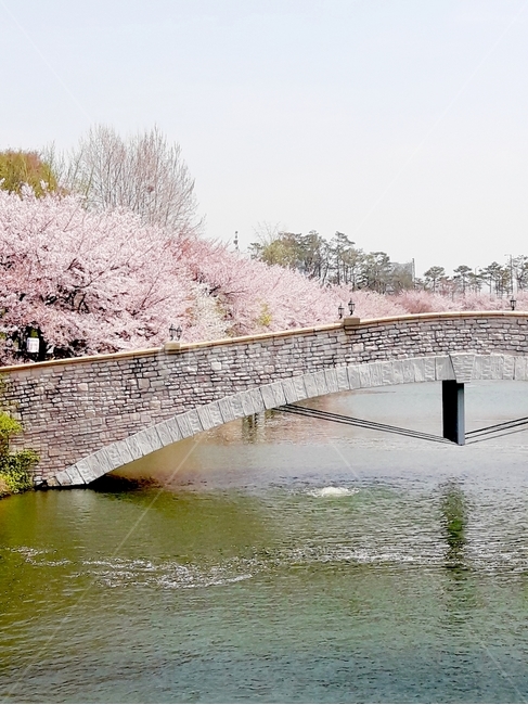 석촌호수,석촌호수다리,벚꽃거리,다리,벚꽃,봄,계절,spring,season,자연,풍경,nature,landscape,plant,식물