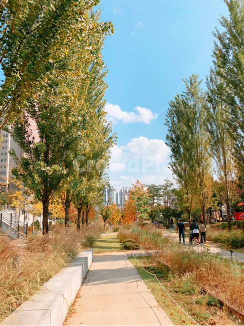 tree,나무,plant,식물,하늘,sky,풍경,landscape,scenery,도로,road,산책,공원,park,자연,풍경,nature,landscape,식물,plants,나무,trees,wood