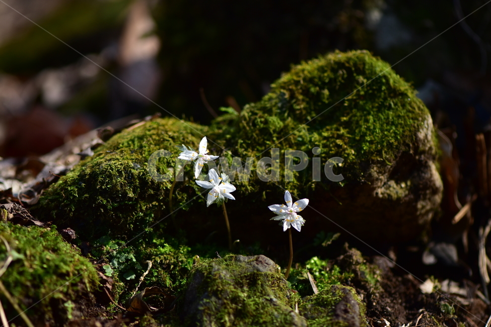 너도바람꽃,야생화,봄,꽃,풀꽃,자연,식물,식생,감성,힐링,plants,nature,spring,season,flower,emotion,feeling,흰색,초본,너도바람꽃속