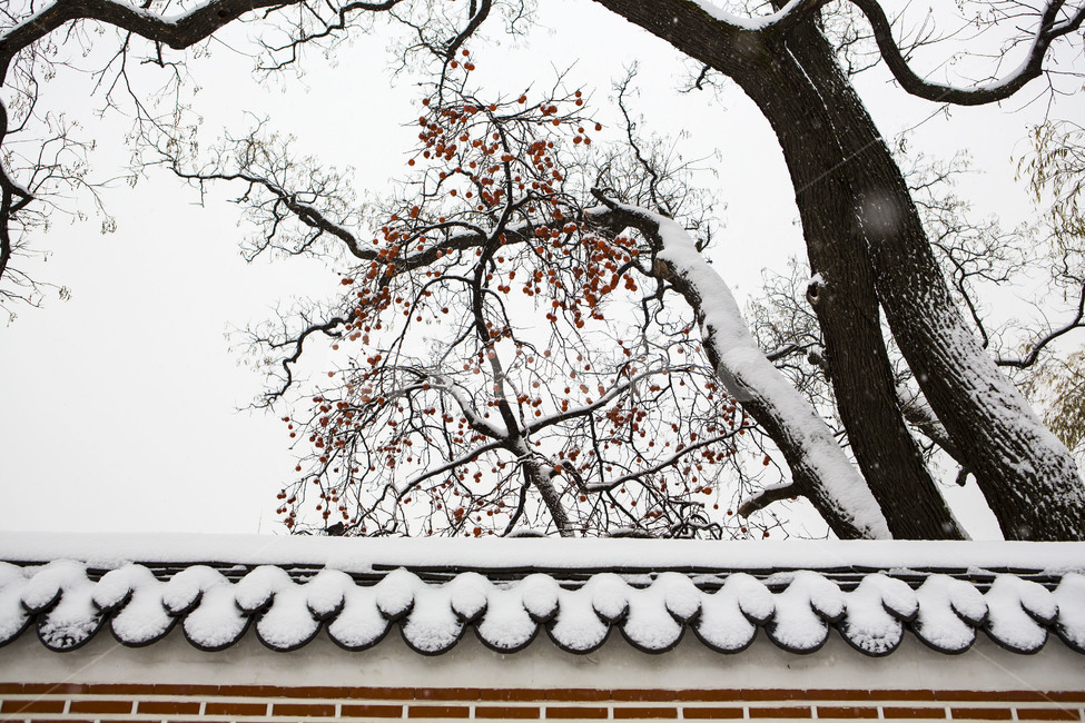 담벼락,고궁,설경,풍경,눈꽃,겨울,계절,winter,season,한국전통,한국문화,korean traditional,korean culture,식물,자연,plants,nature,나무,trees,wood,건축물,건물외관,exterior,building,structure,architecture,construction
