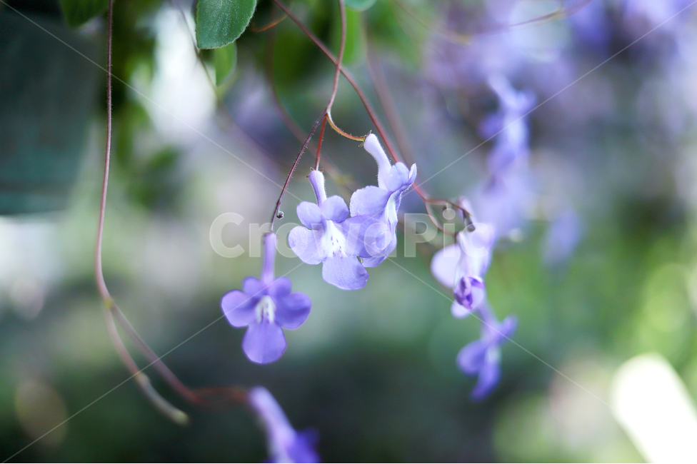 자연,꽃,보라,식물,감성,바이올렛,식물,자연,plants,nature,꽃,flower