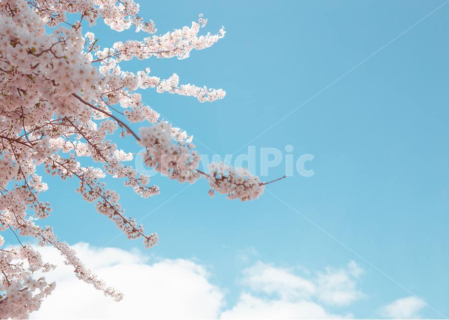 봄,벚꽃,꽃,봄꽃,감성사진,봄,계절,spring,season,식물,자연,plants,nature,꽃,flower,plant,blossom