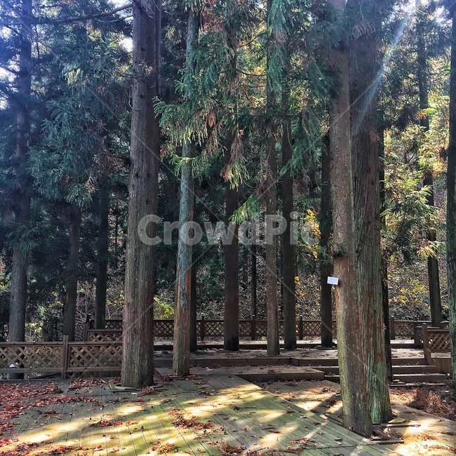 가을,나무,힐링,휴가,휴식,그늘,낙엽,산,산행,산책,피톤치드