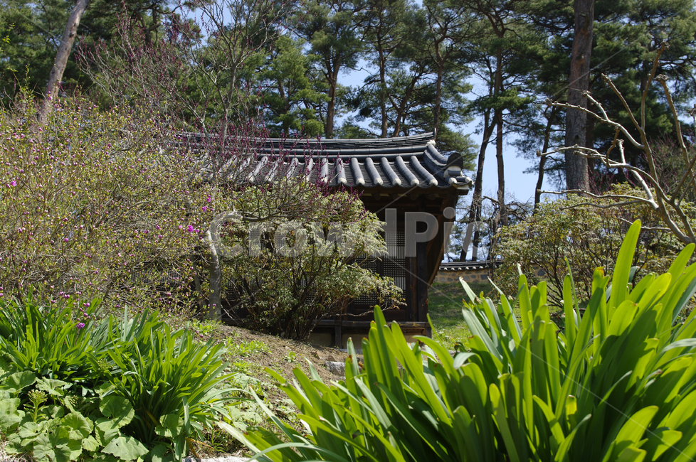 전통가옥,한옥,한국,건축,기와지붕,전통,한국전통,한국문화,korean traditional,korean culture,건축물,건물외관,exterior,building,structure,architecture,construction