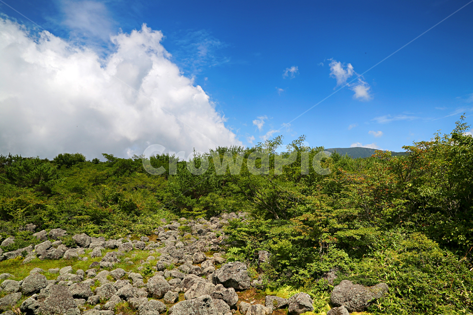 제주도,한라산,1100고지,한라산풍경,1100고지풍경,산,nature,자연,옥외,outdoors,자연,풍경,nature,landscape