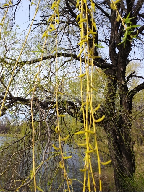 plant,식물,tree,나무,봄,spring