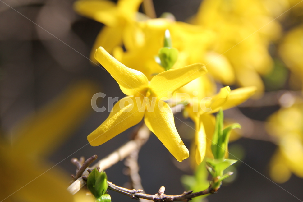 봄꽃,나무,식물,flower,blossom,꽃,개나리,노란색