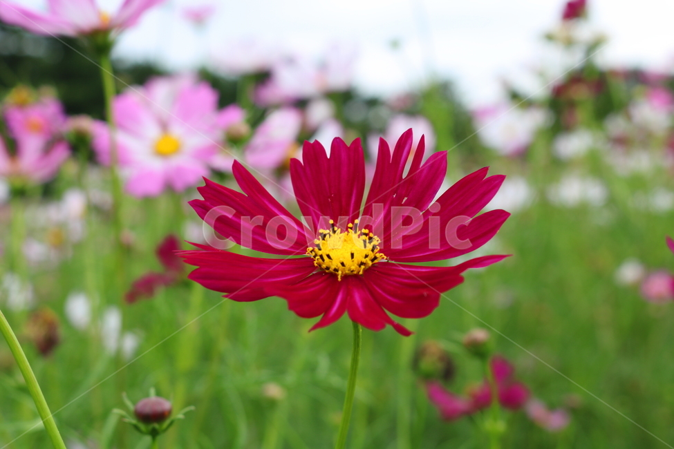 꽃,코스모스,코스모스꽃,식물,국화과,가을,식물,자연,plants,nature,꽃,flower