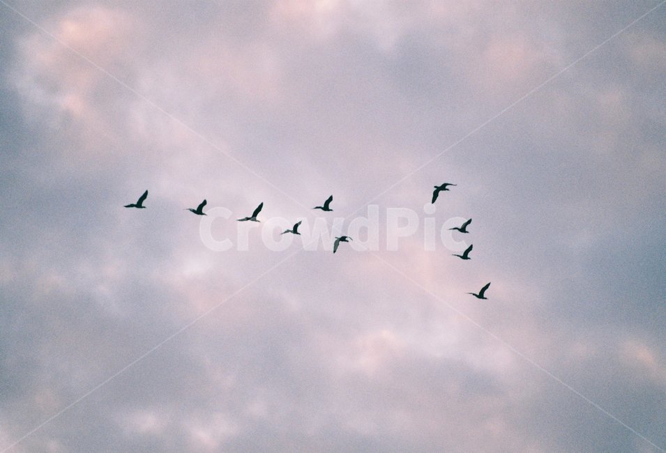 animal,동물,bird,새,flying,새떼,동물,animal,조류,새,birds