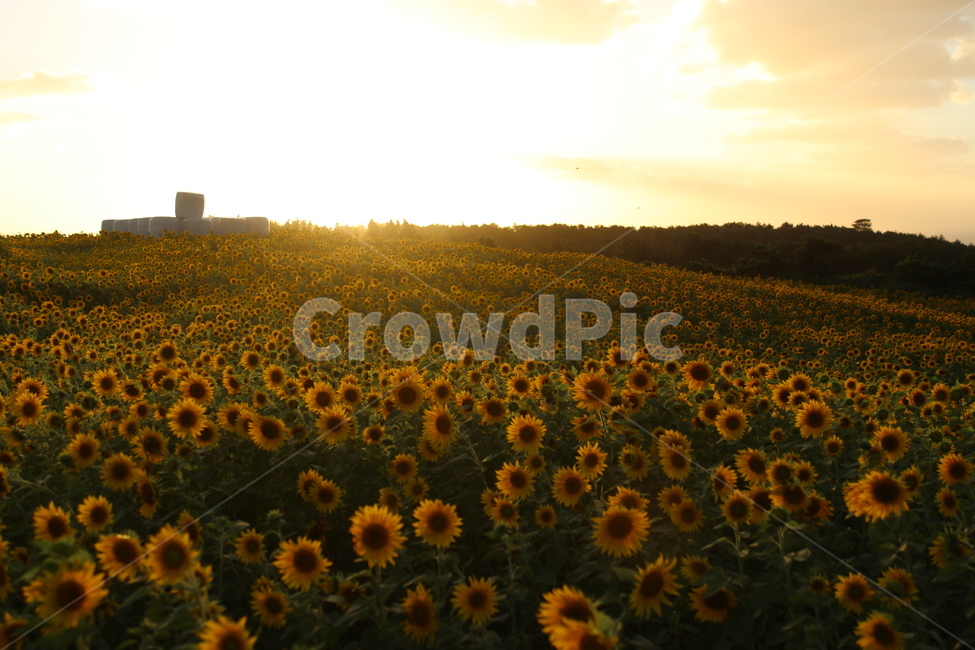 해바라기,제주도,저녁노을,노을,여름,식물,감성,봉성리,자연,풍경,nature,landscape,plant