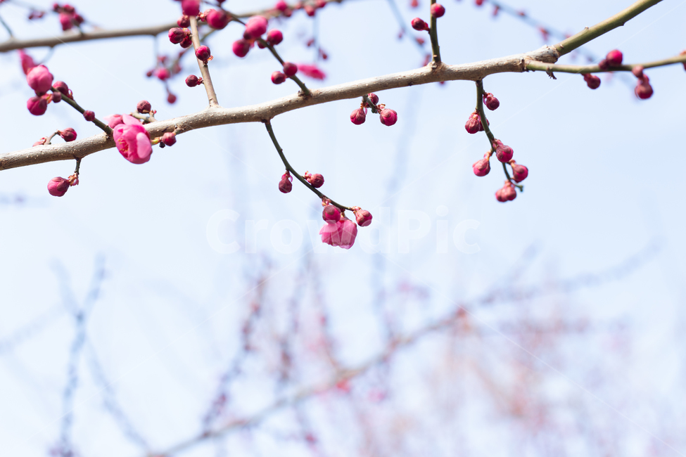 꽃망울,매화꽃망울,홍매화,봄맞이,봄날,식물,식물,자연,plants,nature,꽃,flower